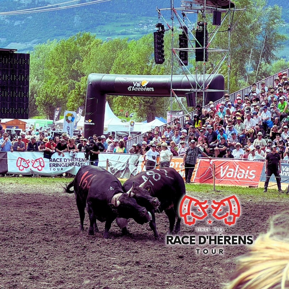 Two cows are fighting during the 2024 National Final of Race d'Hérens Tour in Sion.